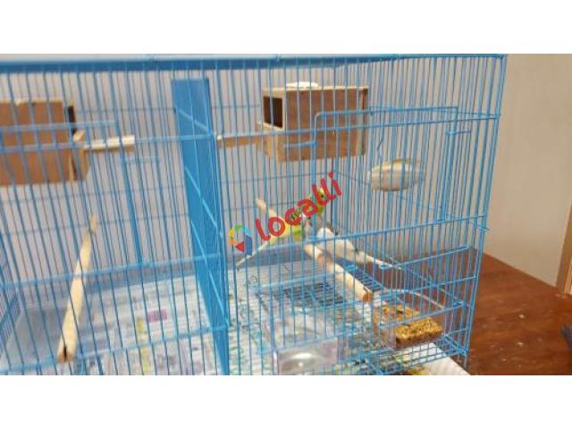Budgie breeding cage for two pairs with breeding boxes.